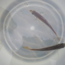 オリジナルメーカー海づり公園(市原市海づり施設) 釣果