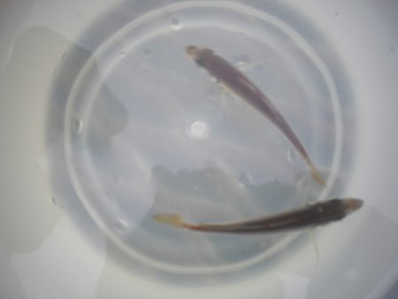 オリジナルメーカー海づり公園(市原市海づり施設) 釣果