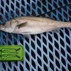 オリジナルメーカー海づり公園(市原市海づり施設) 釣果