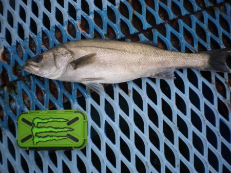 オリジナルメーカー海づり公園(市原市海づり…