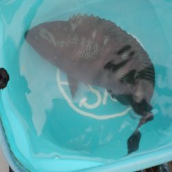 オリジナルメーカー海づり公園(市原市海づり施設) 釣果