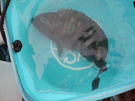 オリジナルメーカー海づり公園(市原市海づり施設) 釣果