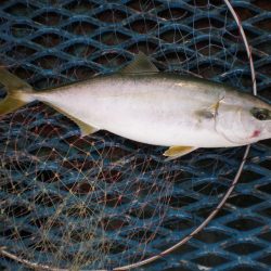 オリジナルメーカー海づり公園(市原市海づり施設) 釣果