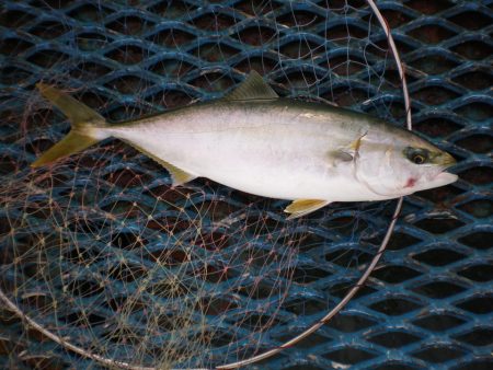 オリジナルメーカー海づり公園(市原市海づり施設) 釣果
