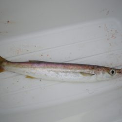 オリジナルメーカー海づり公園(市原市海づり施設) 釣果