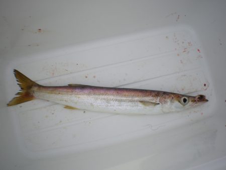 オリジナルメーカー海づり公園(市原市海づり施設) 釣果