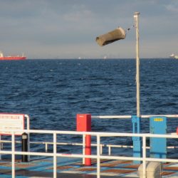 オリジナルメーカー海づり公園(市原市海づり施設) 釣果