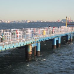 オリジナルメーカー海づり公園(市原市海づり施設) 釣果