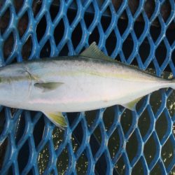オリジナルメーカー海づり公園(市原市海づり施設) 釣果