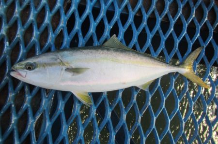 オリジナルメーカー海づり公園(市原市海づり…
