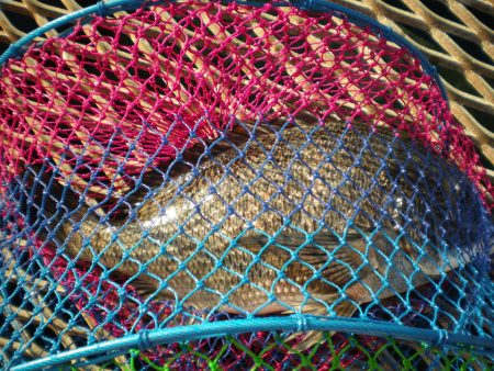 オリジナルメーカー海づり公園(市原市海づり施設) 釣果