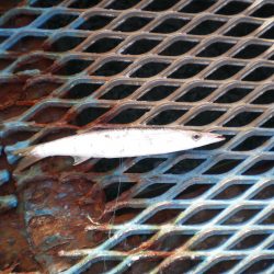 オリジナルメーカー海づり公園(市原市海づり施設) 釣果