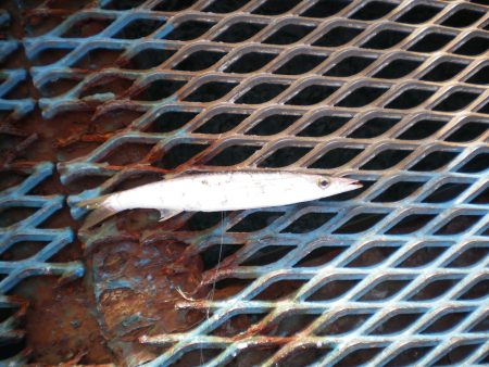 オリジナルメーカー海づり公園(市原市海づり施設) 釣果