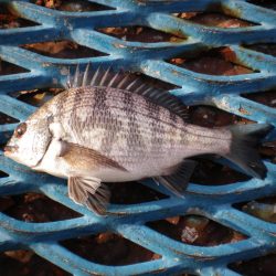 オリジナルメーカー海づり公園(市原市海づり施設) 釣果