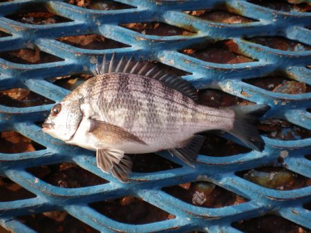 オリジナルメーカー海づり公園(市原市海づり施設) 釣果