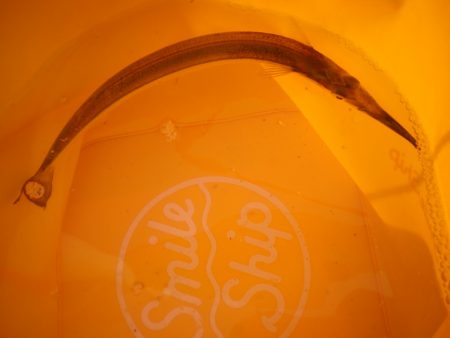 オリジナルメーカー海づり公園(市原市海づり施設) 釣果