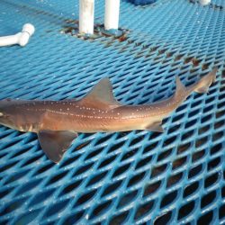 オリジナルメーカー海づり公園(市原市海づり施設) 釣果