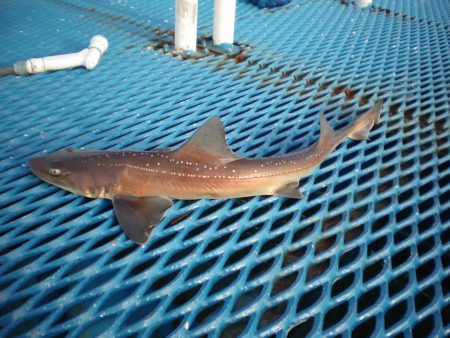 オリジナルメーカー海づり公園(市原市海づり施設) 釣果
