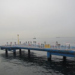 オリジナルメーカー海づり公園(市原市海づり施設) 釣果