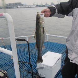 オリジナルメーカー海づり公園(市原市海づり施設) 釣果