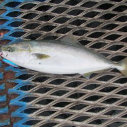 オリジナルメーカー海づり公園(市原市海づり施設) 釣果