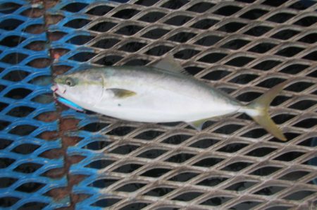 オリジナルメーカー海づり公園(市原市海づり施設) 釣果