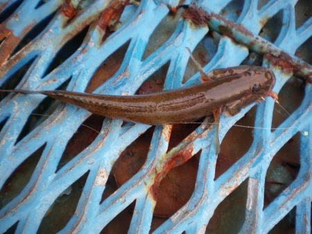 オリジナルメーカー海づり公園(市原市海づり施設) 釣果