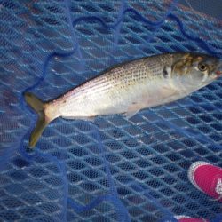 オリジナルメーカー海づり公園(市原市海づり施設) 釣果