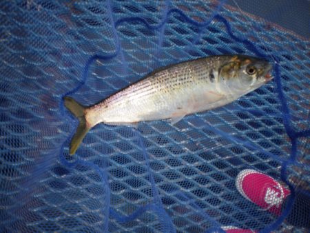 オリジナルメーカー海づり公園(市原市海づり施設) 釣果