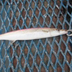 オリジナルメーカー海づり公園(市原市海づり施設) 釣果