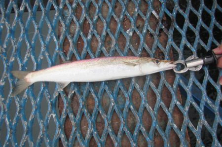 オリジナルメーカー海づり公園(市原市海づり施設) 釣果