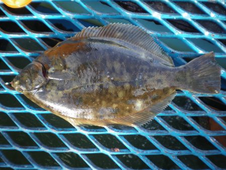 オリジナルメーカー海づり公園(市原市海づり…