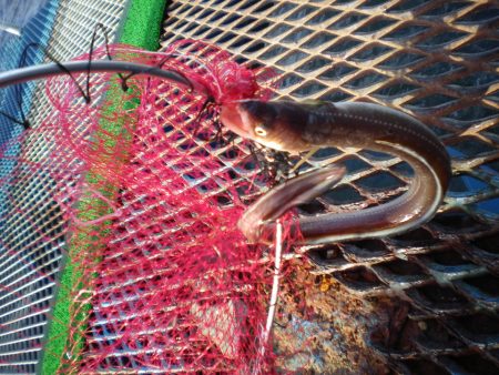 オリジナルメーカー海づり公園(市原市海づり施設) 釣果