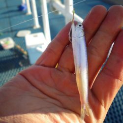 オリジナルメーカー海づり公園(市原市海づり施設) 釣果