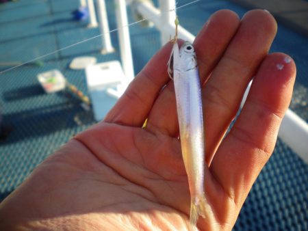 オリジナルメーカー海づり公園(市原市海づり施設) 釣果