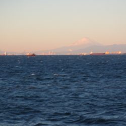 オリジナルメーカー海づり公園(市原市海づり施設) 釣果