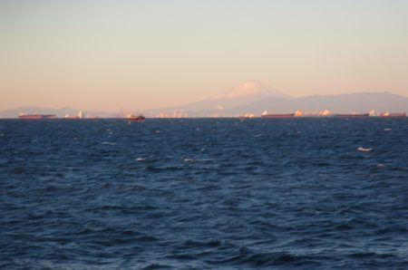 オリジナルメーカー海づり公園(市原市海づり施設) 釣果