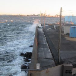 オリジナルメーカー海づり公園(市原市海づり施設) 釣果
