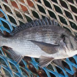 オリジナルメーカー海づり公園(市原市海づり施設) 釣果