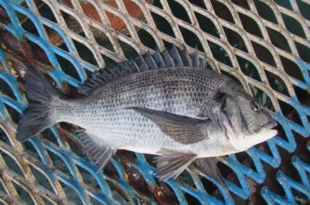 オリジナルメーカー海づり公園(市原市海づり…