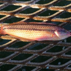 オリジナルメーカー海づり公園(市原市海づり施設) 釣果