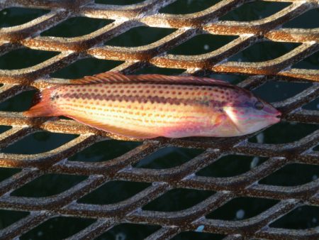 オリジナルメーカー海づり公園(市原市海づり施設) 釣果