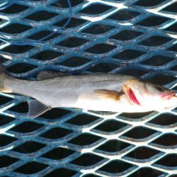 オリジナルメーカー海づり公園(市原市海づり施設) 釣果