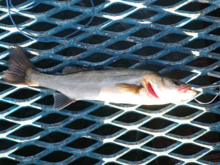 オリジナルメーカー海づり公園(市原市海づり施設) 釣果