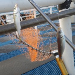 オリジナルメーカー海づり公園(市原市海づり施設) 釣果