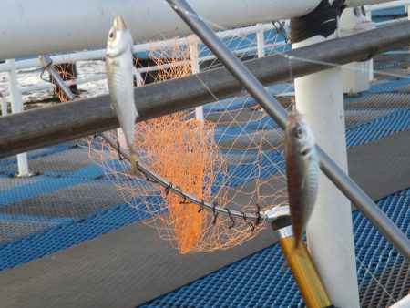 オリジナルメーカー海づり公園(市原市海づり施設) 釣果