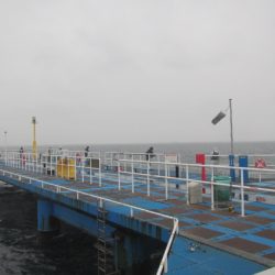 オリジナルメーカー海づり公園(市原市海づり施設) 釣果