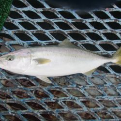 オリジナルメーカー海づり公園(市原市海づり施設) 釣果