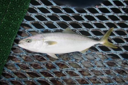 オリジナルメーカー海づり公園(市原市海づり施設) 釣果