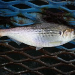 オリジナルメーカー海づり公園(市原市海づり施設) 釣果